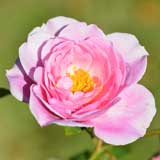 バラ デームプルーデンス｜花の手帖の薔薇図鑑