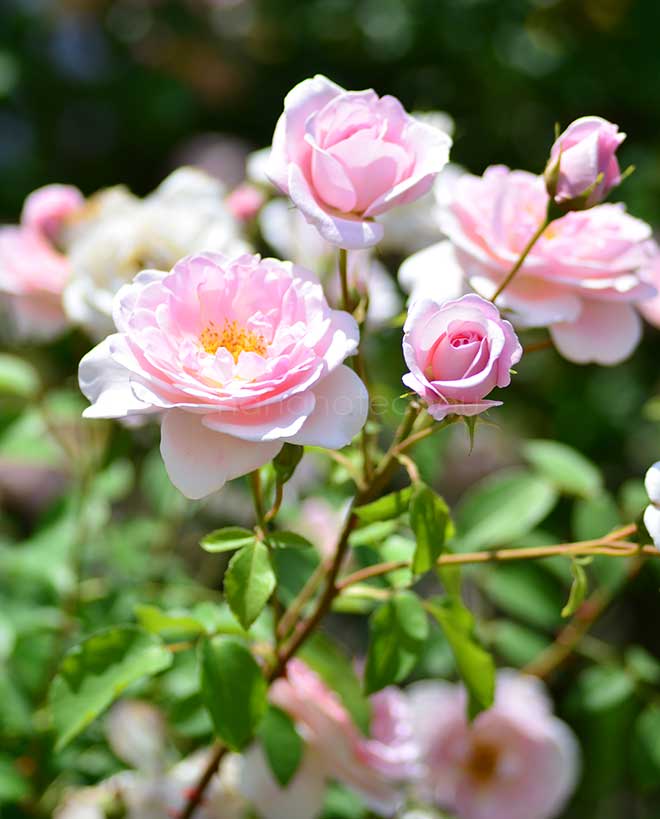 バラ デーム プルーデンス｜花の手帖の薔薇図鑑