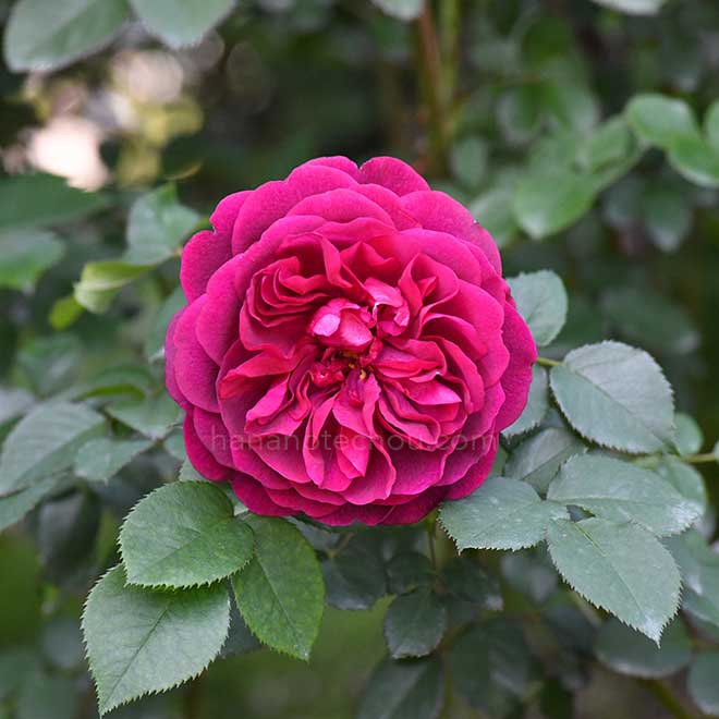 バラ ダーシー バッセル|花の手帖の薔薇図鑑