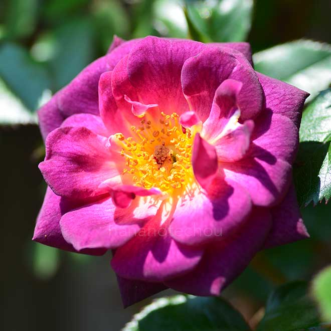 バラ ダーク チェリー パイ|花の手帖の薔薇図鑑