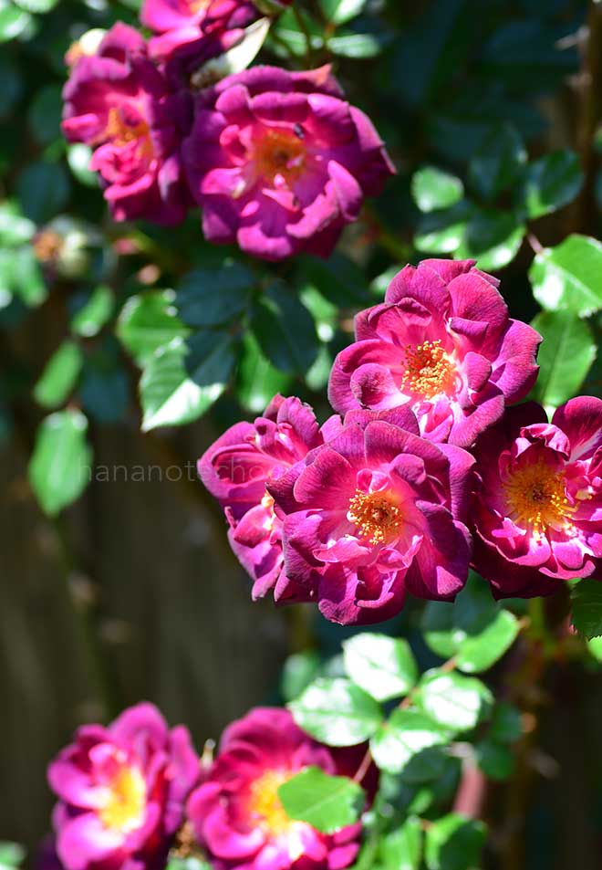 バラ ダーク チェリー パイ|花の手帖の薔薇図鑑