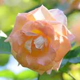 バラ デイ ブレイカー｜花の手帖の薔薇図鑑