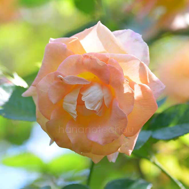 バラ デイ ブレイカー｜花の手帖の薔薇図鑑