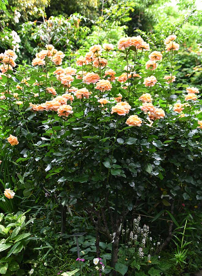 バラ デイ ブレイカー｜花の手帖の薔薇図鑑