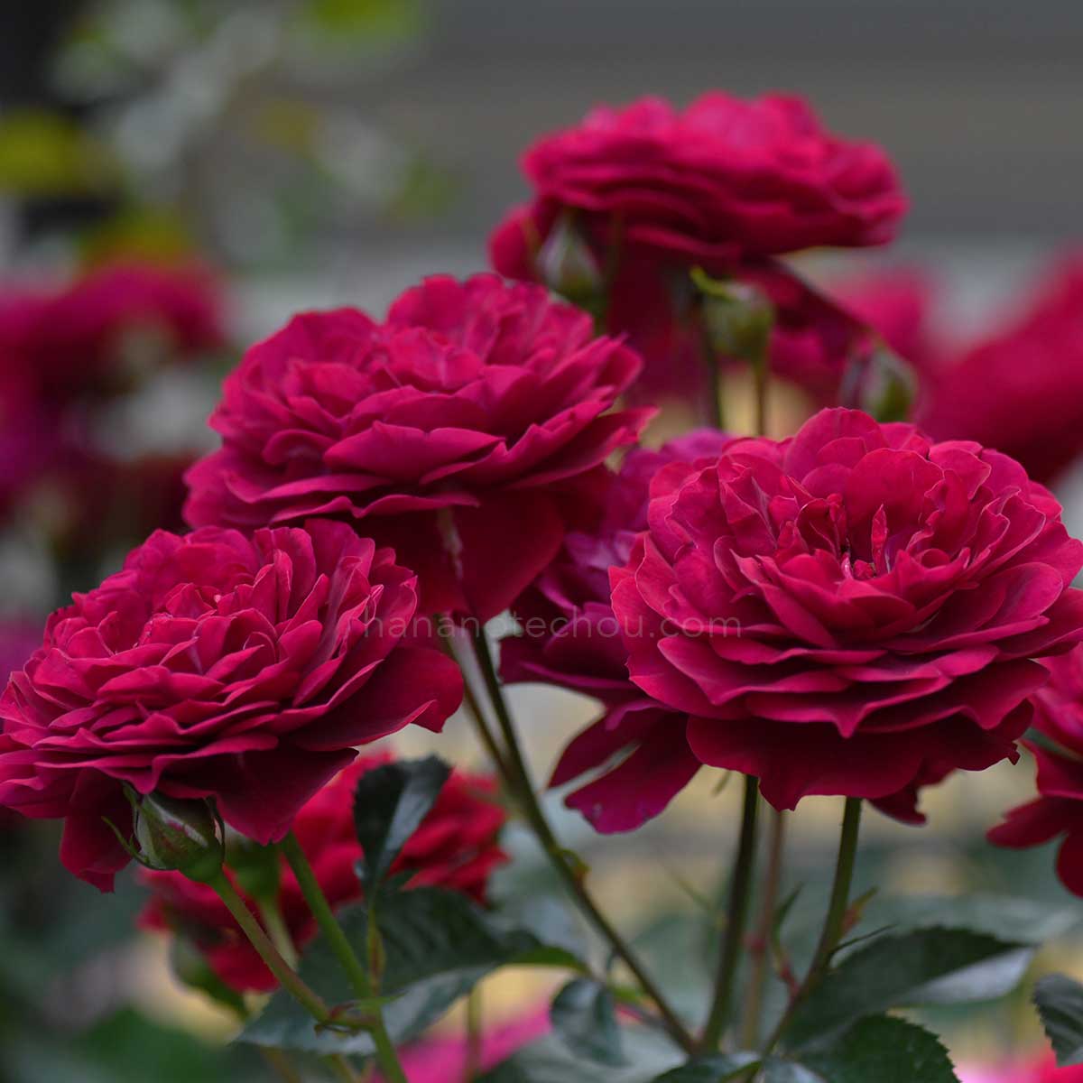 バラ ディープボルドー｜花の手帖の薔薇図鑑