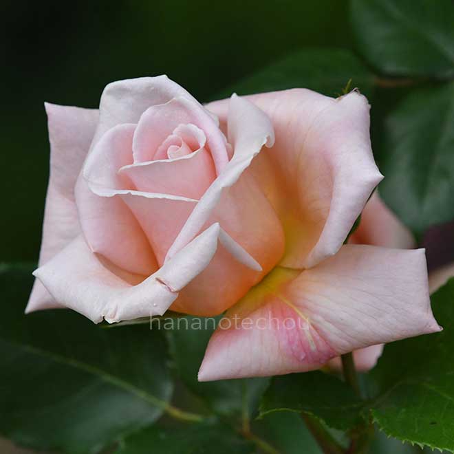 バラ デザート ドリーム｜花の手帖の薔薇図鑑