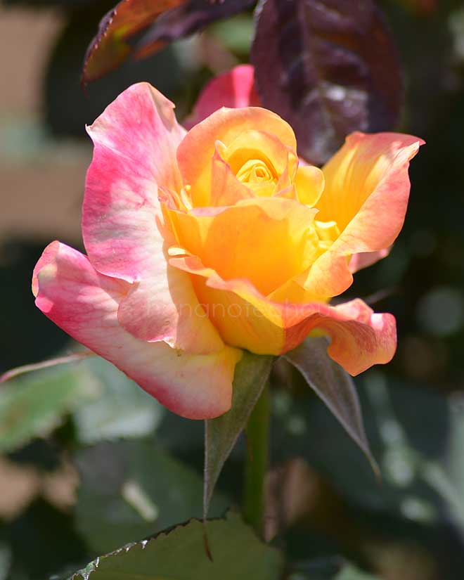 バラ デザート ピース｜花の手帖の薔薇図鑑