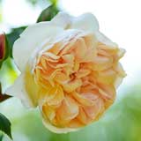 バラ デプレアフルールジョーヌ|花の手帖の薔薇図鑑