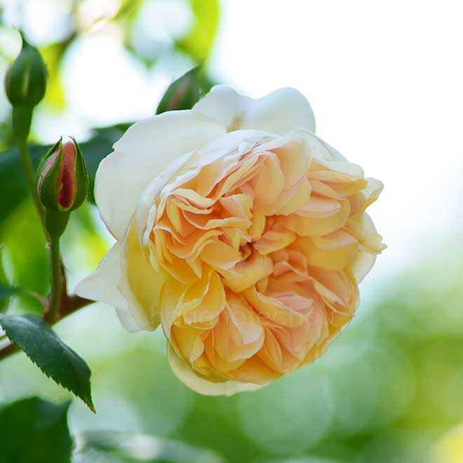 バラ デプレ ア フルール ジョーヌ｜花の手帖の薔薇図鑑
