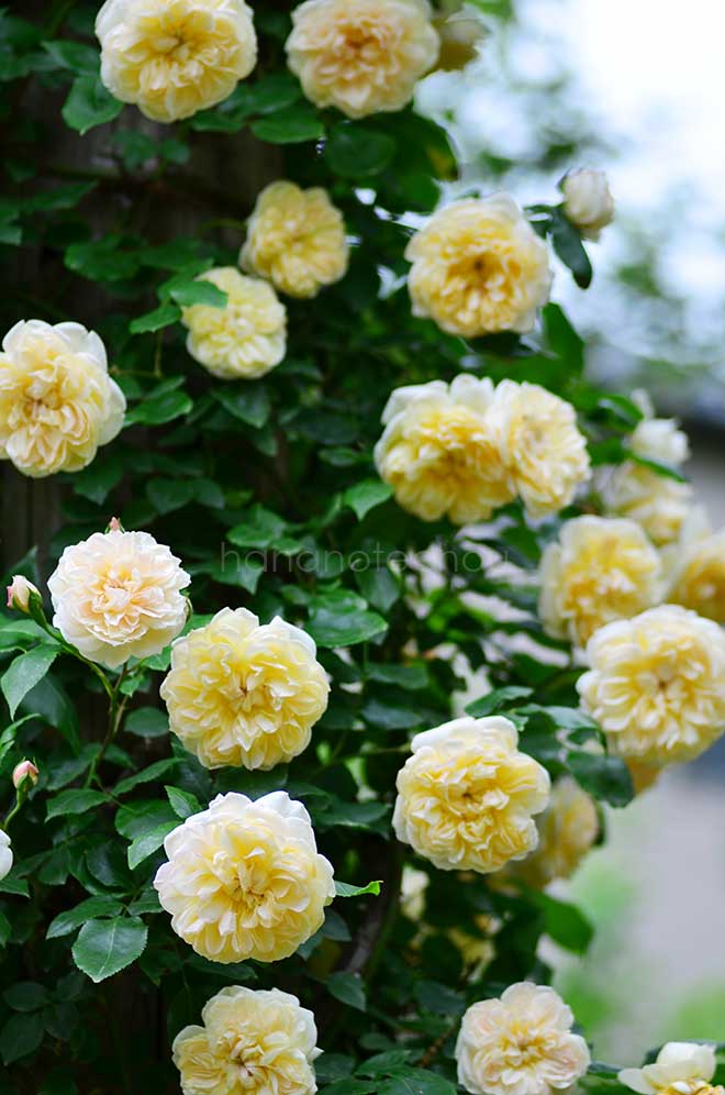 バラ デプレ ア フルール ジョーヌ｜花の手帖の薔薇図鑑