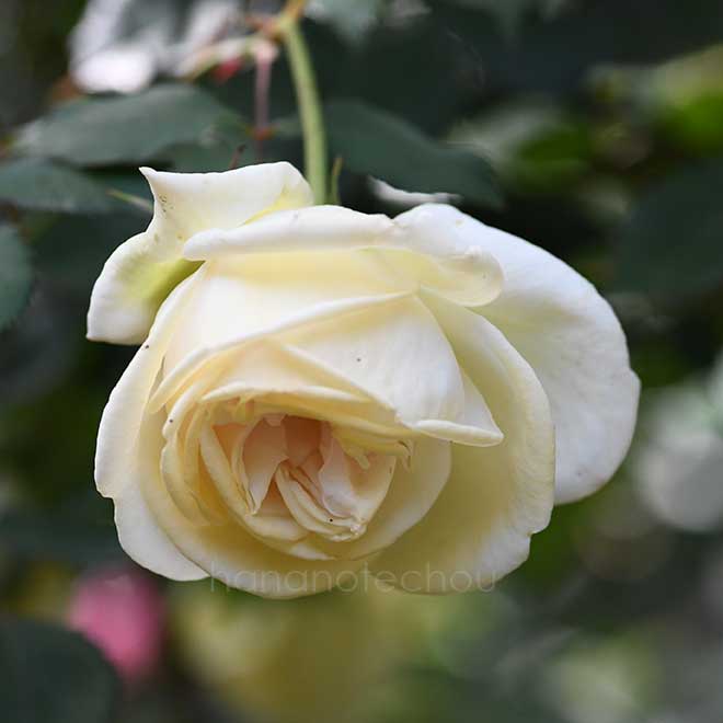 バラ デボニエンシス|花の手帖の薔薇図鑑