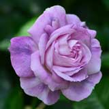 バラ ダイアナ ホルマン｜花の手帖の薔薇図鑑