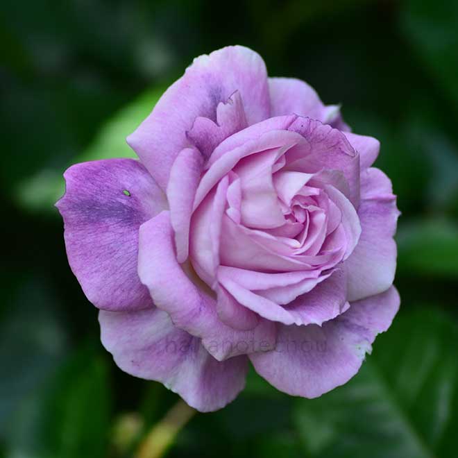 バラ ダイアナ ホルマン｜花の手帖の薔薇図鑑