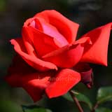 バラ ドリー パートン｜花の手帖の薔薇図鑑