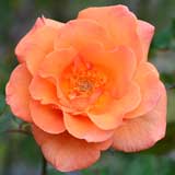 バラ ドリスタイスターマン｜花の手帖の薔薇図鑑