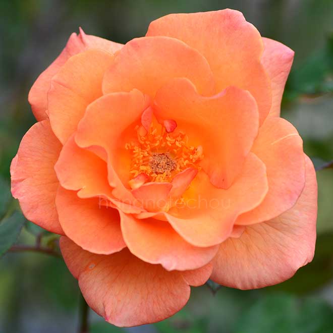 バラ ドリス タイスターマン|花の手帖の薔薇図鑑