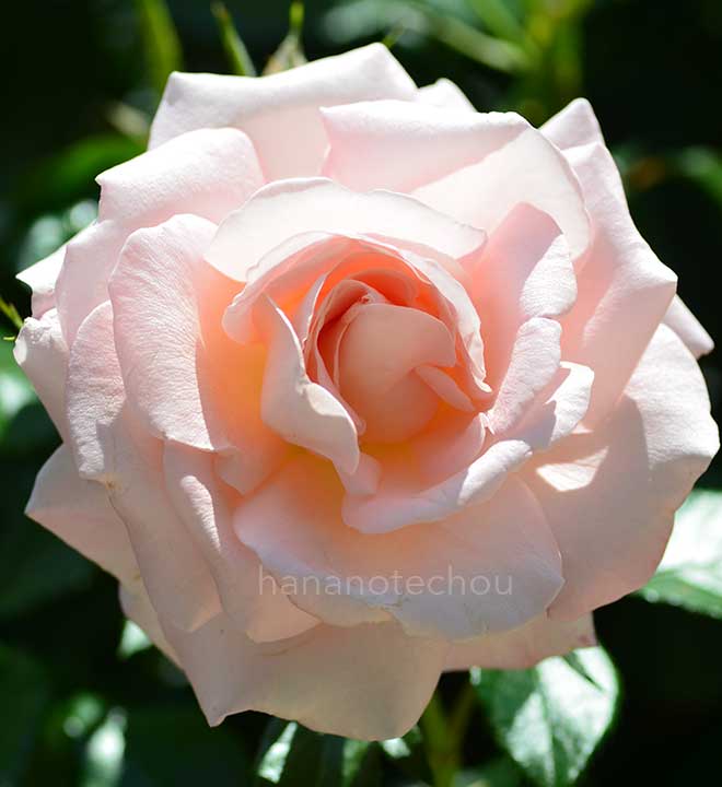 バラ ドロシー ハウス｜花の手帖の薔薇図鑑