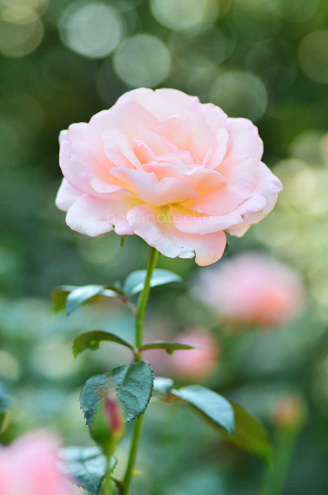 バラ ドロシー ハウス｜花の手帖の薔薇図鑑