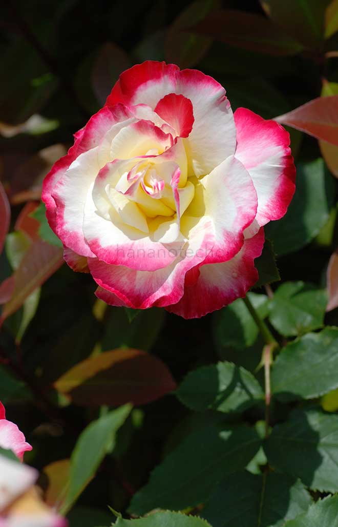 バラ ダブル デライト｜花の手帖の薔薇図鑑