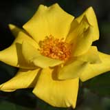 バラ ドクター A. J. フェルハーゲ｜花の手帖の薔薇図鑑