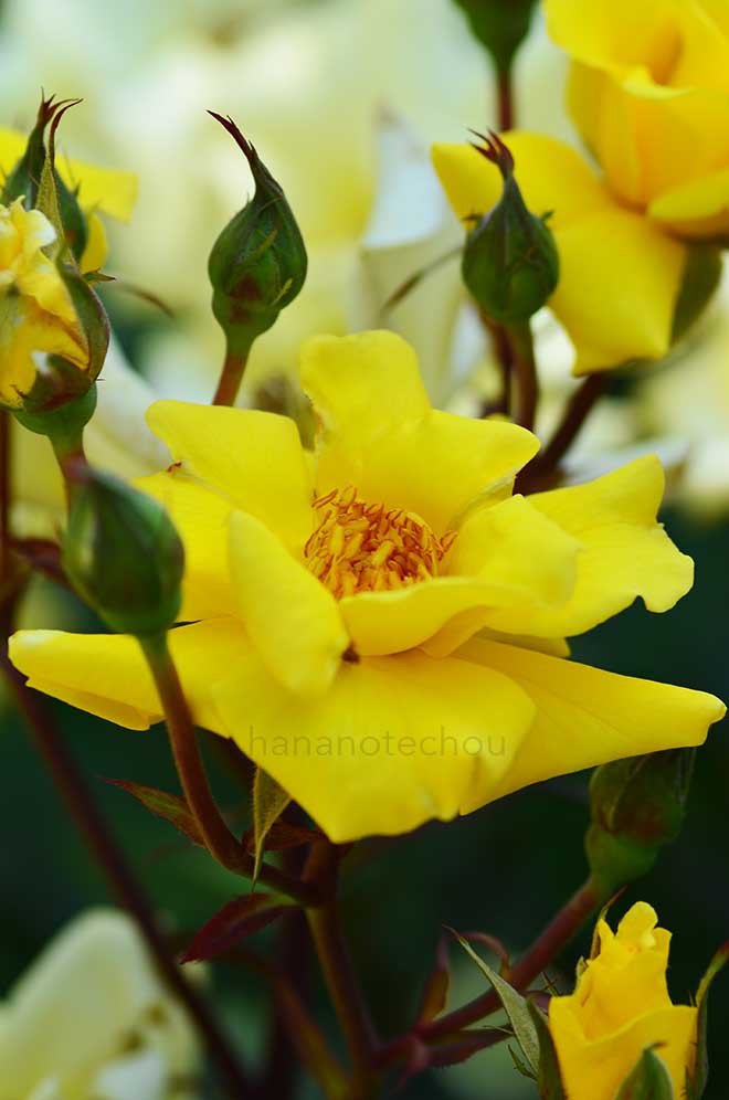 バラ ドクター エー ジェイ フェルハーゲ|花の手帖の薔薇図鑑