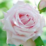 バラ ドリームタイム｜花の手帖の薔薇図鑑