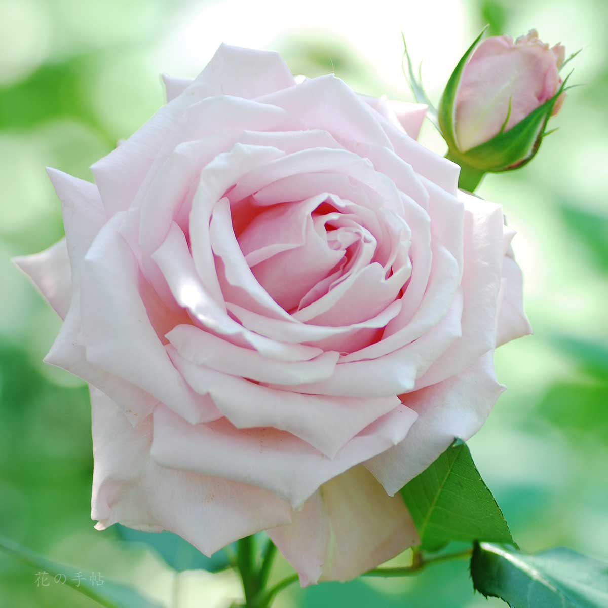 バラ ドリーム タイム
｜花の手帖の薔薇図鑑