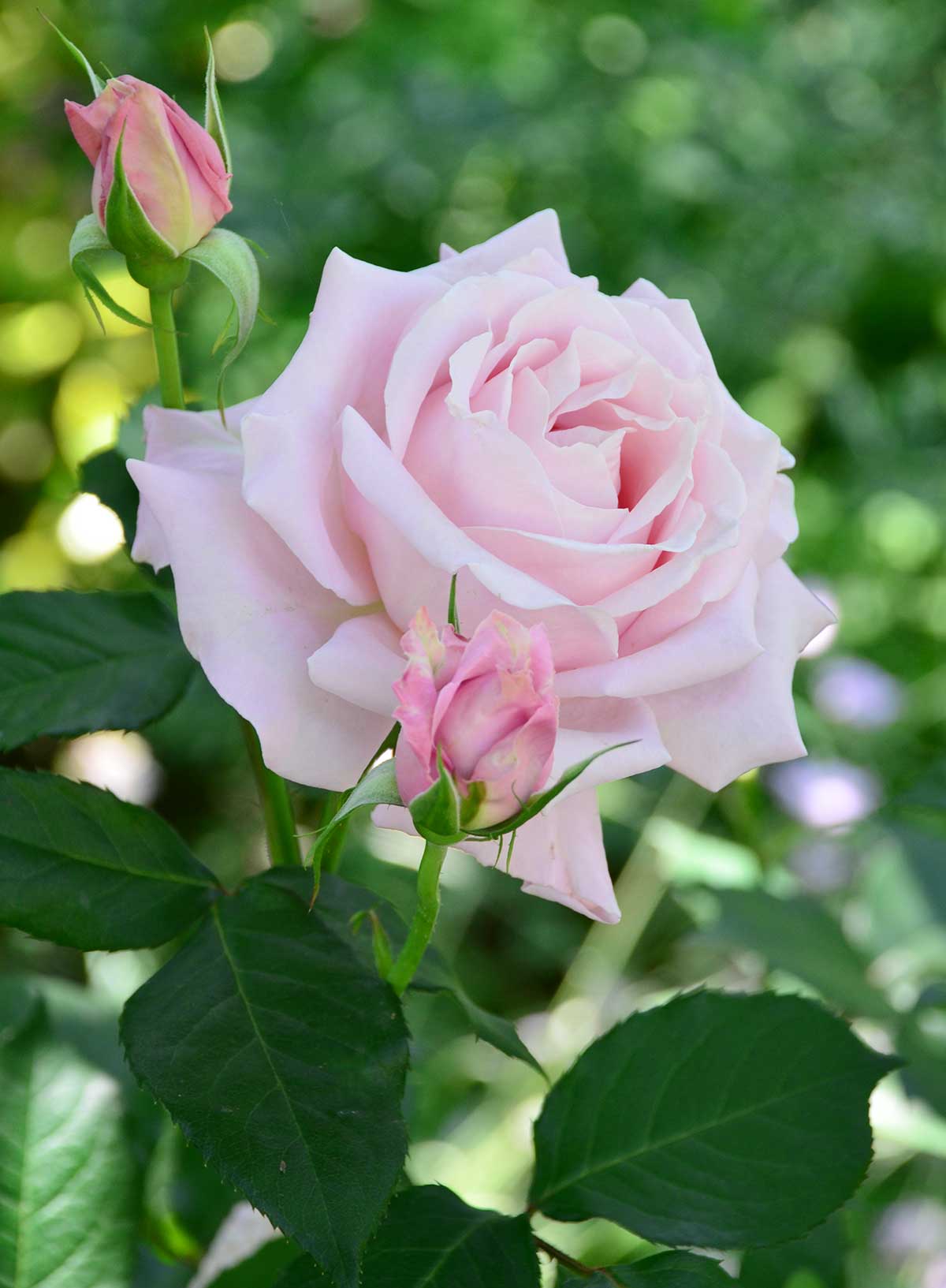 バラ ドリーム タイム
｜花の手帖の薔薇図鑑