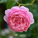 バラ ドクター ハーバートグレイ｜花の手帖の薔薇図鑑