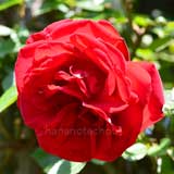 バラ ダブリンベイ｜花の手帖の薔薇図鑑