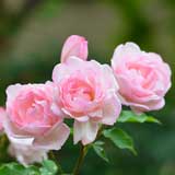 バラ ｜花の手帖の薔薇図鑑