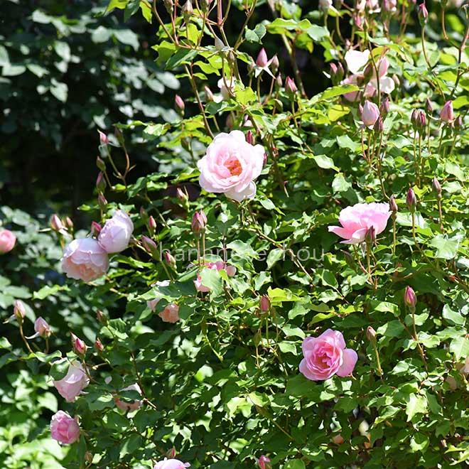 バラ デュシェス ドゥ ブラバン｜花の手帖の薔薇図鑑