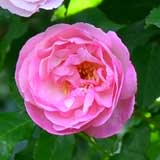 バラ ｜花の手帖の薔薇図鑑