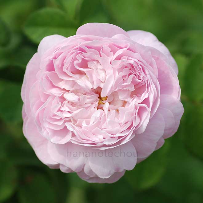 バラ デュシェスドゥモンテベロ｜花の手帖の薔薇図鑑