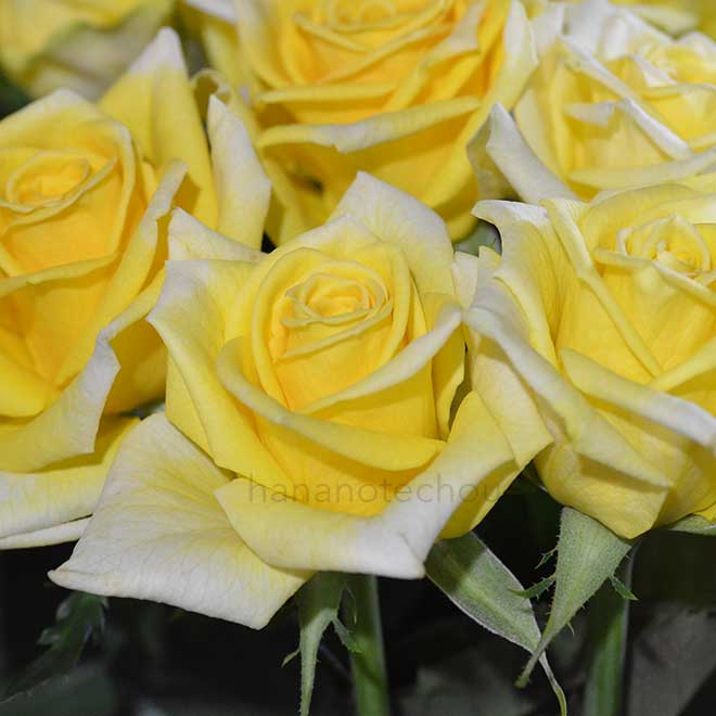 バラ ディカット|花の手帖の薔薇図鑑