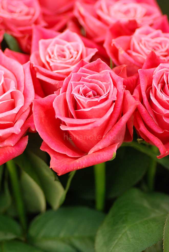 バラ タージ マハル｜花の手帖の薔薇図鑑