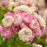 バラ 玉鬘|花の手帖の薔薇図鑑