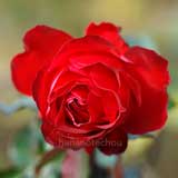 バラ パーフェクタ|花の手帖の薔薇図鑑