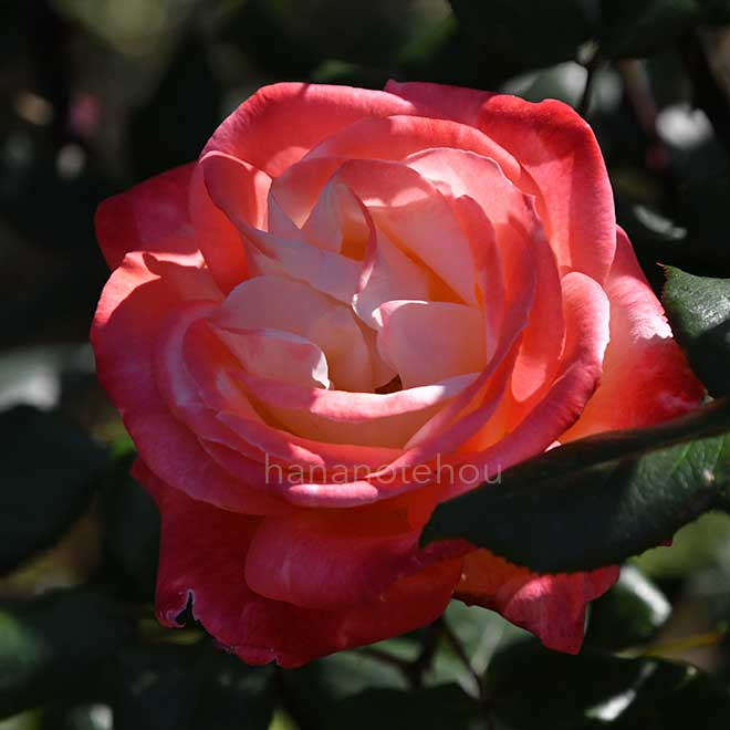 バラ 丹頂|花の手帖の薔薇図鑑