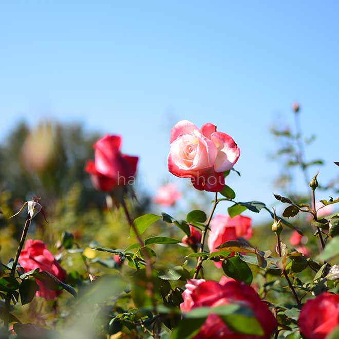 バラ 丹頂|花の手帖の薔薇図鑑