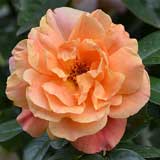 バラ タペストリー｜花の手帖の薔薇図鑑