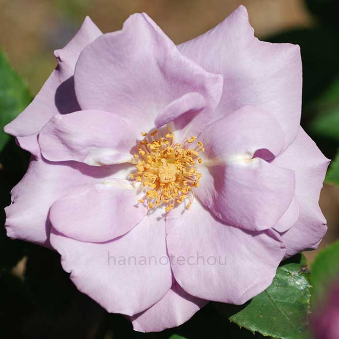 バラ たそがれ|花の手帖の薔薇図鑑