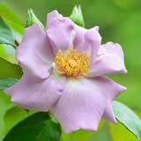 バラ つる たそがれ|花の手帖の薔薇図鑑