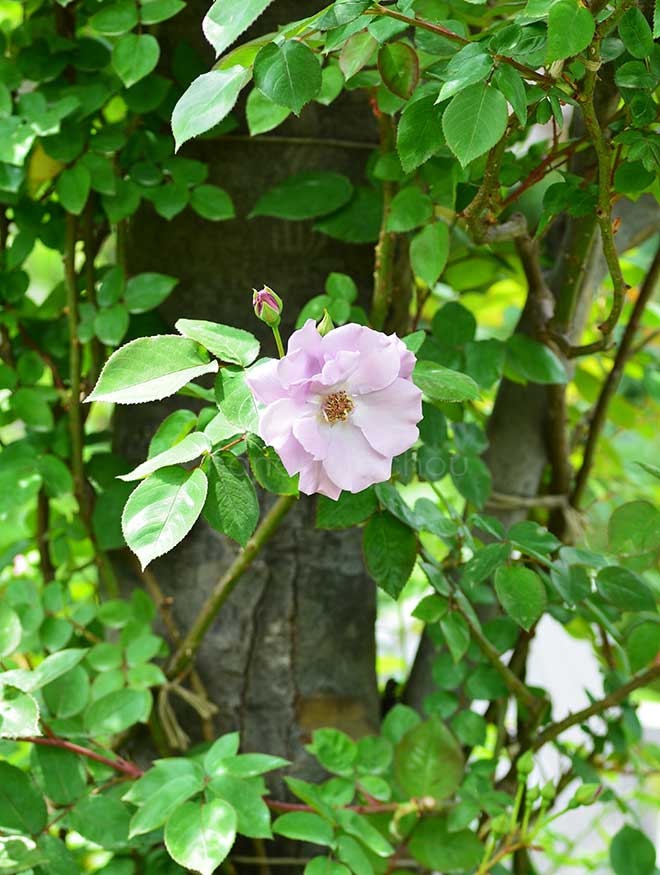 バラ つる たそがれ|花の手帖の薔薇図鑑