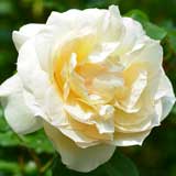 バラ チャイコフスキー｜花の手帖の薔薇図鑑