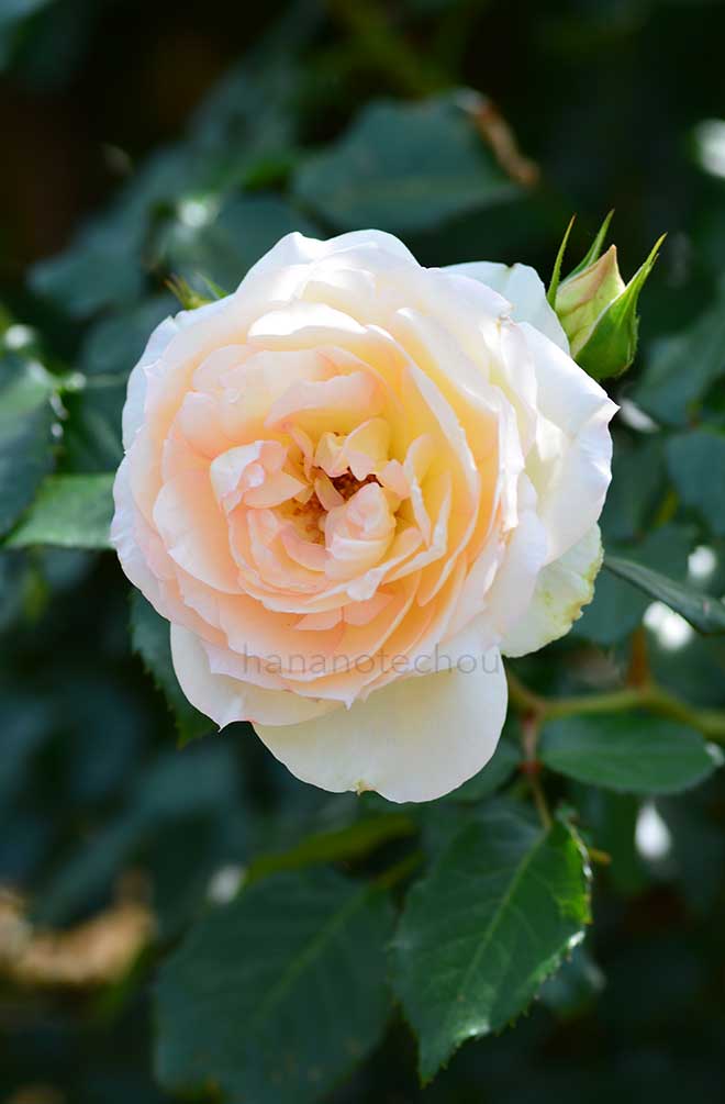 バラ チャイコフスキー|花の手帖の薔薇図鑑