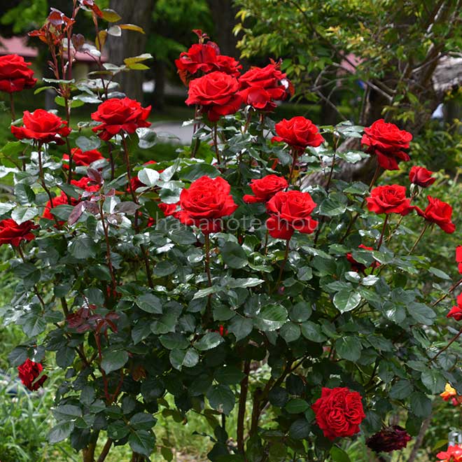 バラ チンチン｜花の手帖の薔薇図鑑