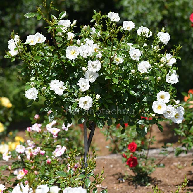 バラ ティア ドロップ｜花の手帖の薔薇図鑑