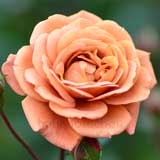 バラ テディベア|花の手帖の薔薇図鑑