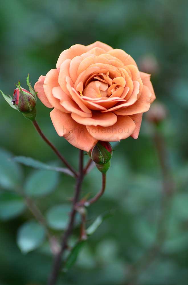 バラ テディ ベア｜花の手帖の薔薇図鑑